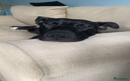Mixed Breed dogs for sale: Female Malinois x Staffie looking for loving home - Image 2