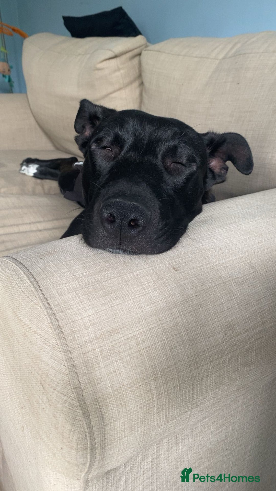 Mixed Breed dogs for sale: Female Malinois x Staffie looking for loving home - Image 2