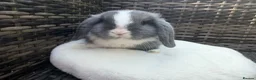 Mini Lop rabbits for sale: Mini lop - Advert 3
