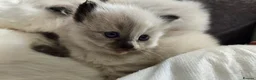 Ragdoll cats for sale: Gorgeous Ragdoll-seal tortie kitten available  - Advert 9