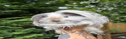 Guinea Pig rodents for sale: 4 Female Guinea Pigs - Advert 7