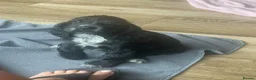 Cocker Spaniel dogs for sale: 🐶Health tested show cockers 🐕‍🦺🐾🐾🐾 - Advert 22