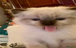 Ragdoll cats for sale: Gorgeous Ragdoll boy - Image 2