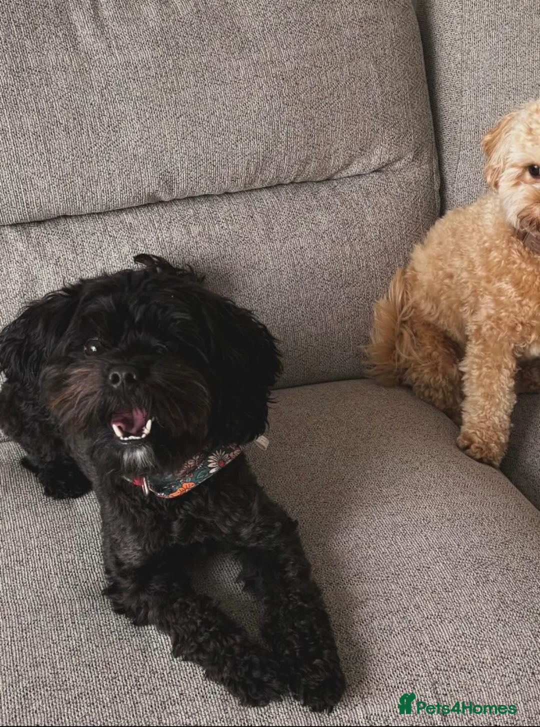 Cavapoo dogs for sale: Cavapoo  - Advert 7