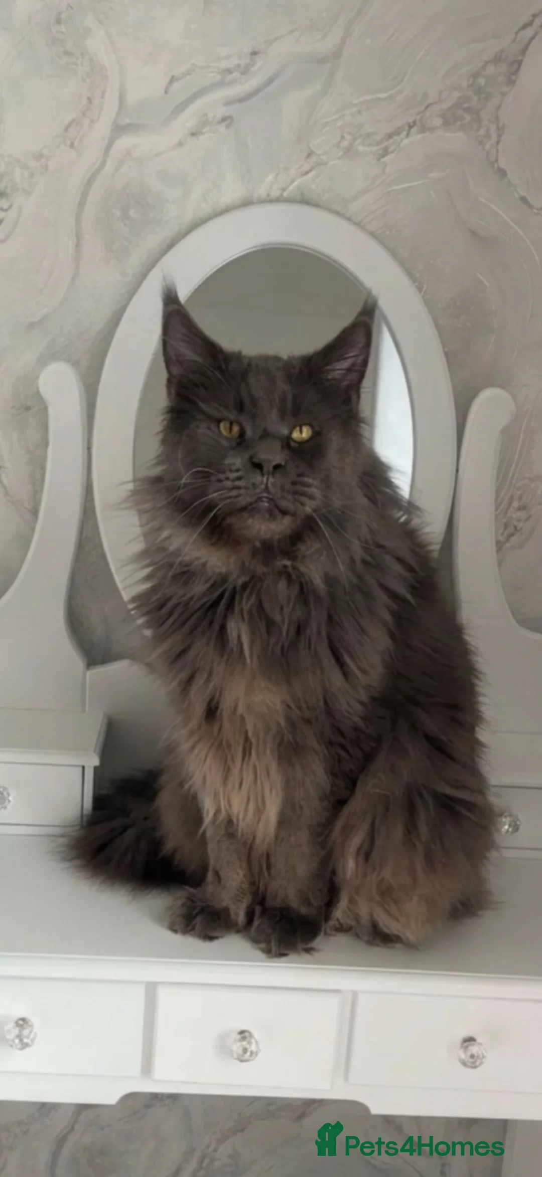 Maine Coon cats for sale: Beautiful babies! - Advert 8