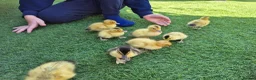 Ducks poultry for sale: Adorable, hand-raised pet ducklings!  - Advert 2