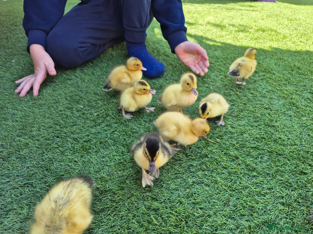 Ducks poultry for sale: Adorable, hand-raised pet ducklings!  - Advert 2
