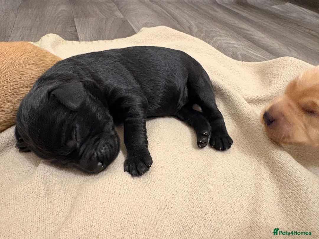 Labradoodle dogs for sale: 🦴❤️ beautiful F1 Labradoodle puppies ❤️🦴 in Rowley Regis - Advert 12