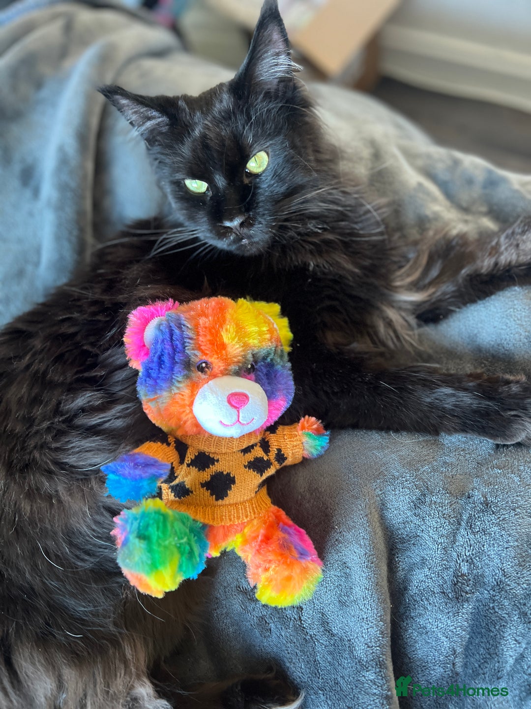 Maine Coon cats for sale: Male maine coon needs home - Advert 9