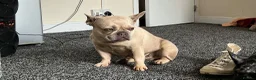 French Bulldog dogs for sale: French Bulldog Puppy - Advert 2
