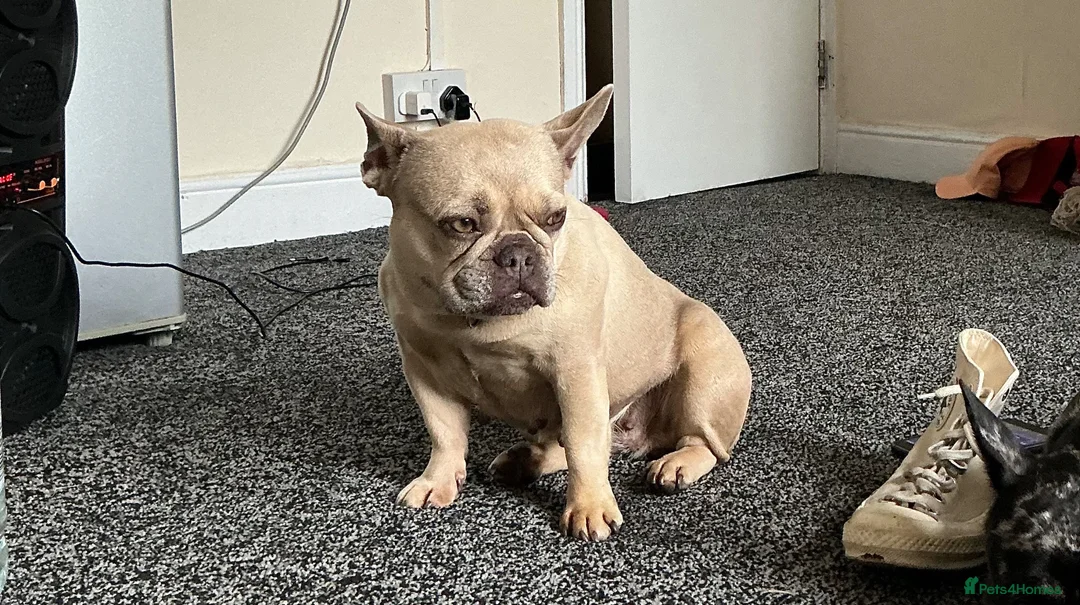 French Bulldog dogs for sale: French Bulldog Puppy - Advert 2
