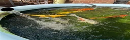 Koi Carp fish for sale: Koi Carp in London - Advert 5