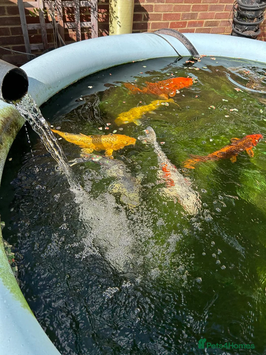 Koi Carp fish for sale: Koi Carp in London - Advert 5