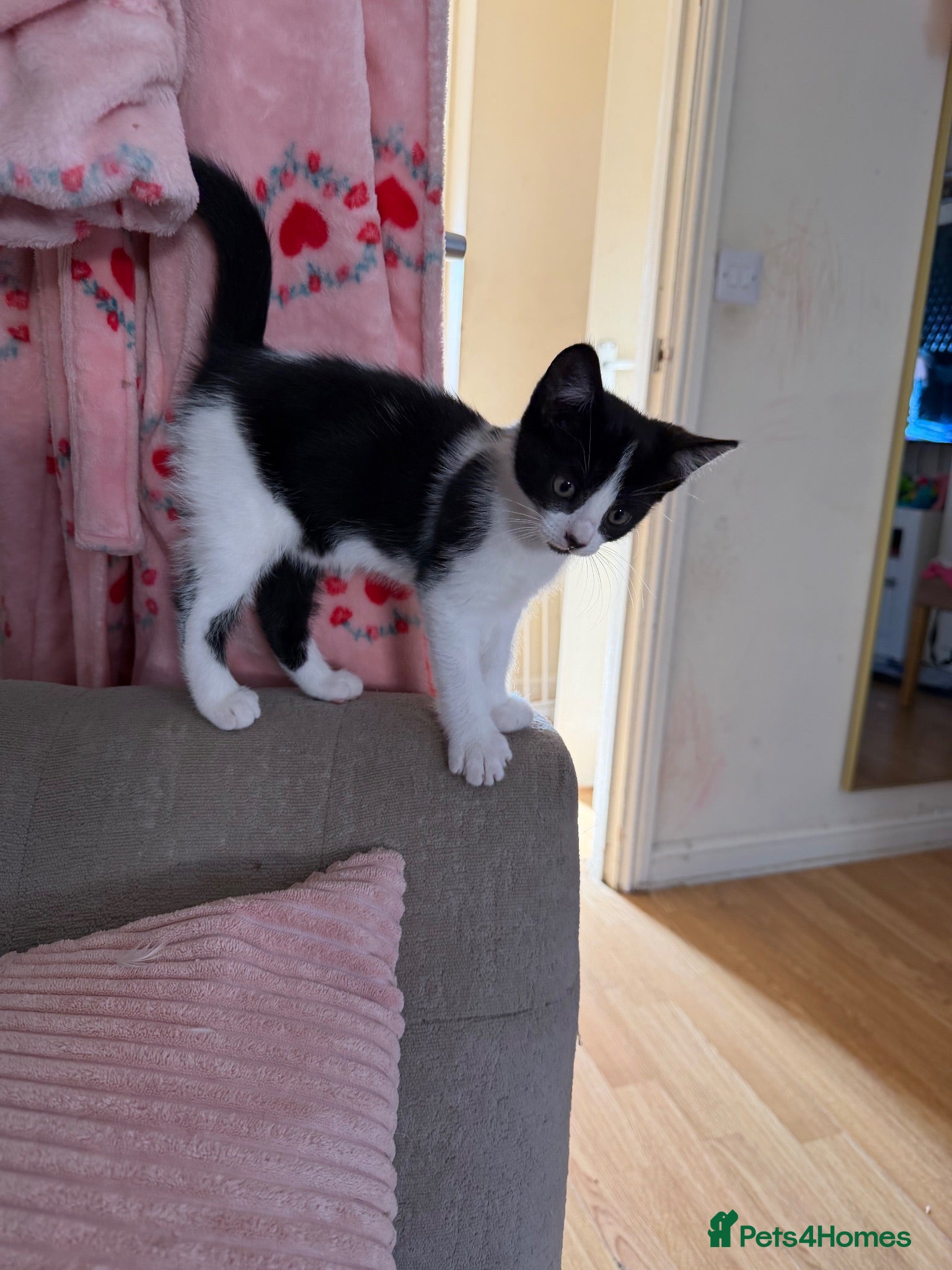 Mixed Breed cats Only one beautiful girl left!💖💕💖 ready to leave - Advert 1