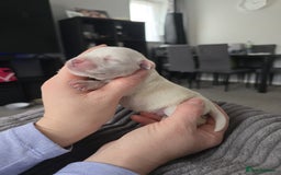 Miniature Schnauzer dogs for sale: Beautiful Miniature Schnauzers  - Image 8