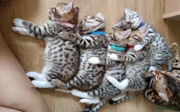 Mixed Breed cats for sale: Unique mix - Bengal x Maine Coon - Image 1