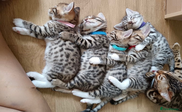 Mixed Breed cats - Advert 2