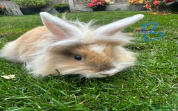 Lionhead rabbits for sale: Lionhead rabbits for sale  - Image 7