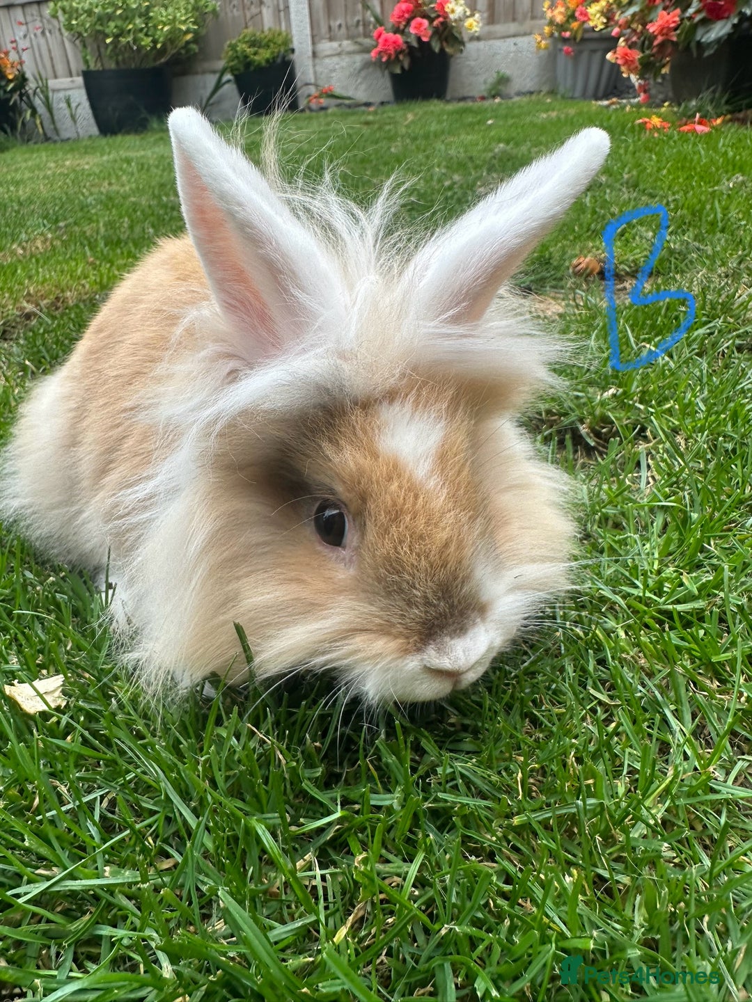 Lionhead rabbits for sale: Lionhead rabbits for sale  - Image 7