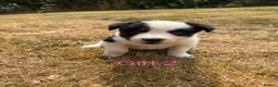 Border Collie dogs for sale: Border collie puppies for sale  in Montgomery - Advert 20