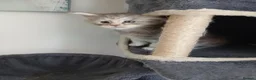 Maine Coon cats for sale: Maine Coon Kitten  in York - Advert 7
