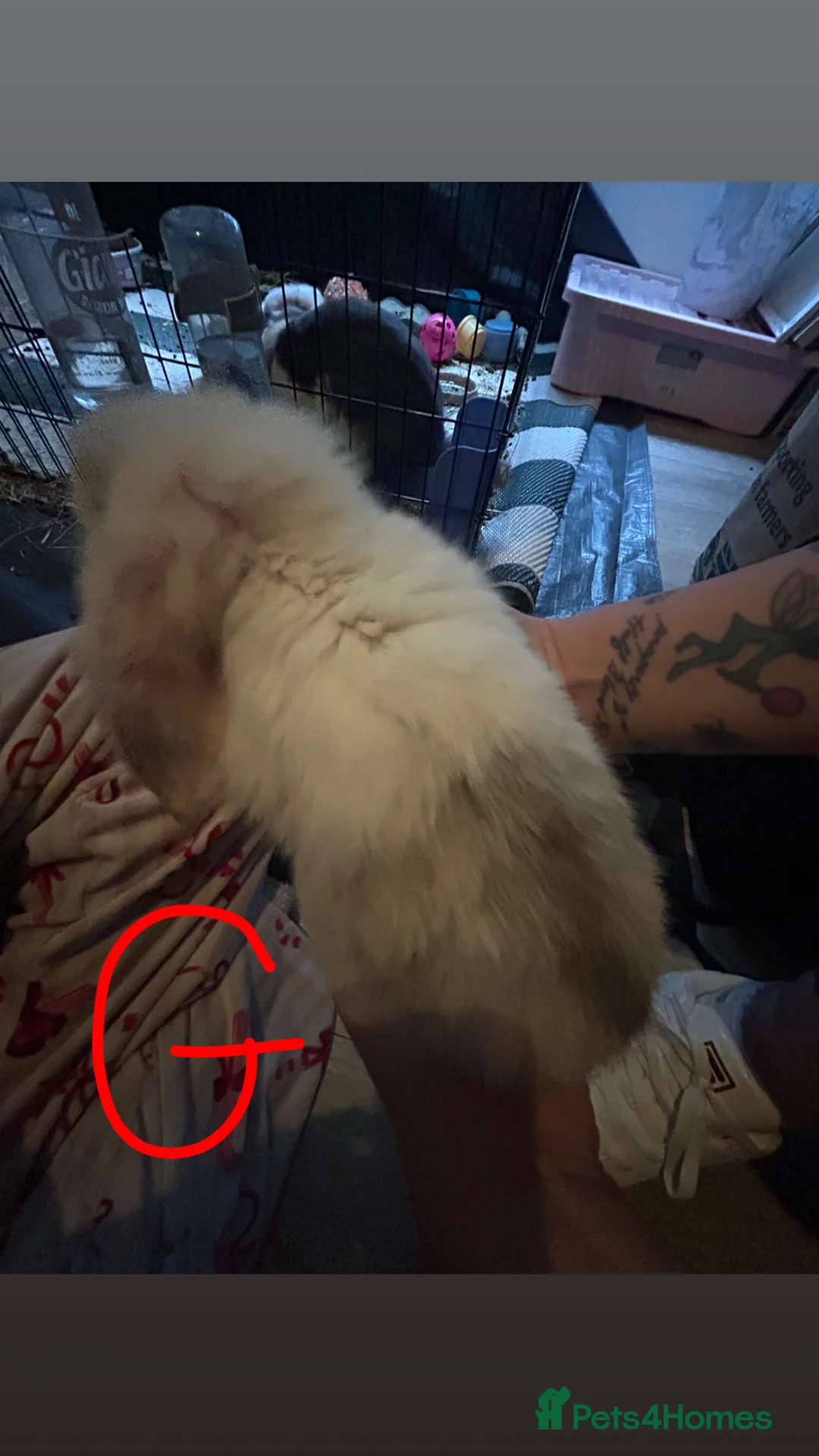 Mini Lop rabbits for sale: Boy and girl mini pop 7 weeks old  in Yeovil - Advert 2