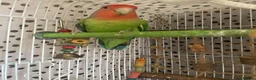 Lovebirds birds for sale: Beautiful baby lovebird - Advert 5