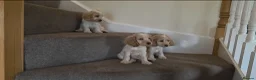 Cocker Spaniel dogs for sale: Beautiful kc reg show cockers READY NOW  - Advert 11