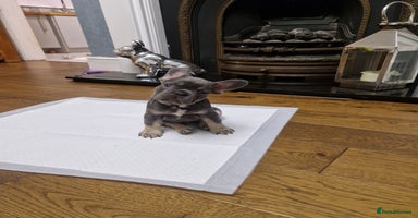French Bulldog dogs - Advert 14