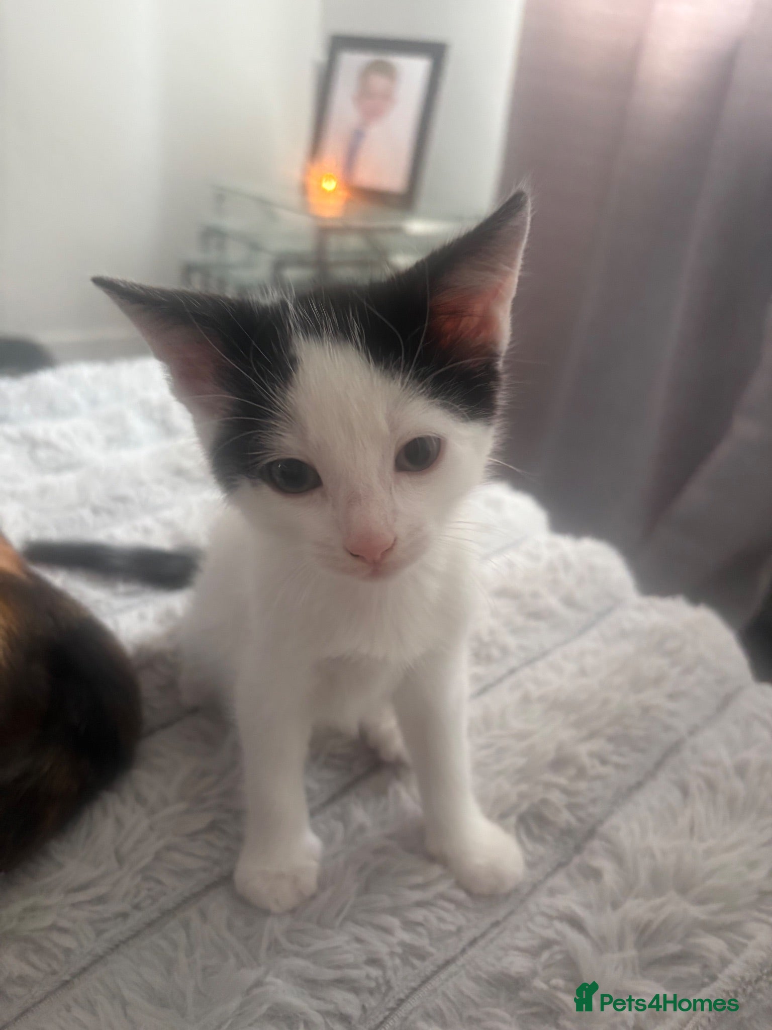 Mixed Breed cats 3 x Kittens for Sale  - Advert 3