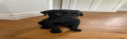 Labrador Retriever dogs for sale: 2 beautiful boys unreserved from first litter  - Advert 2