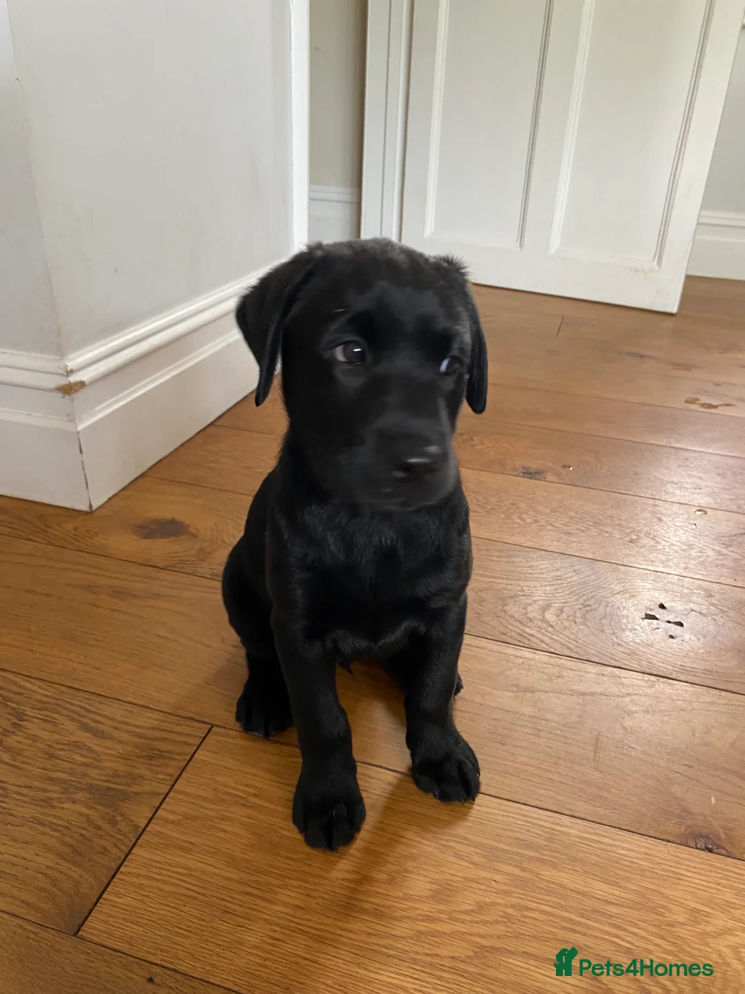Labrador Retriever dogs for sale: 2 beautiful boys unreserved from first litter  - Advert 2