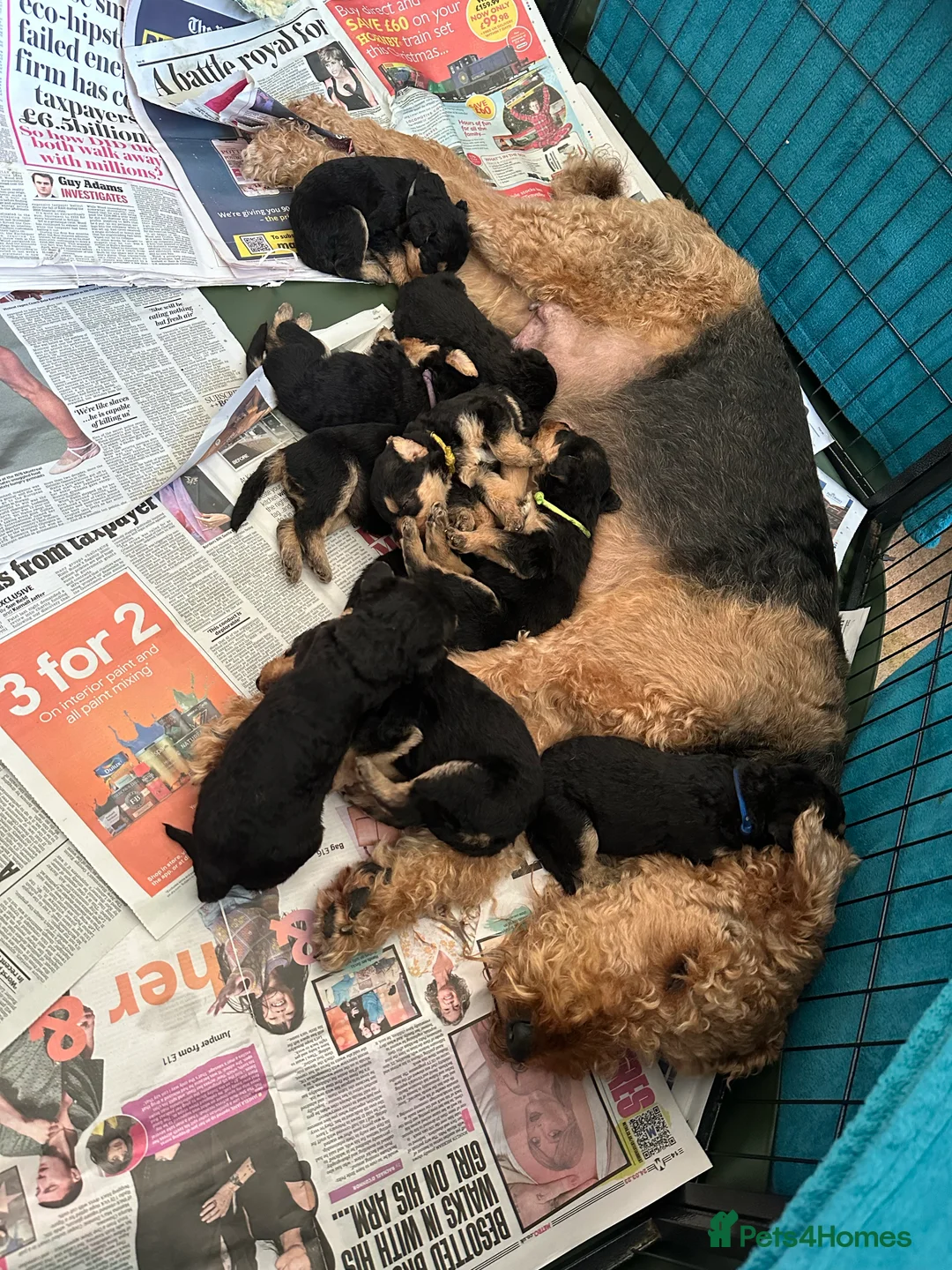 Gallery Image {{count}}