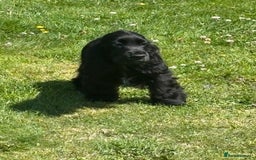 Cocker Spaniel dogs for sale: LAST BEAUTIFUL SHOW COCKER GIRL PUP  - Image 5