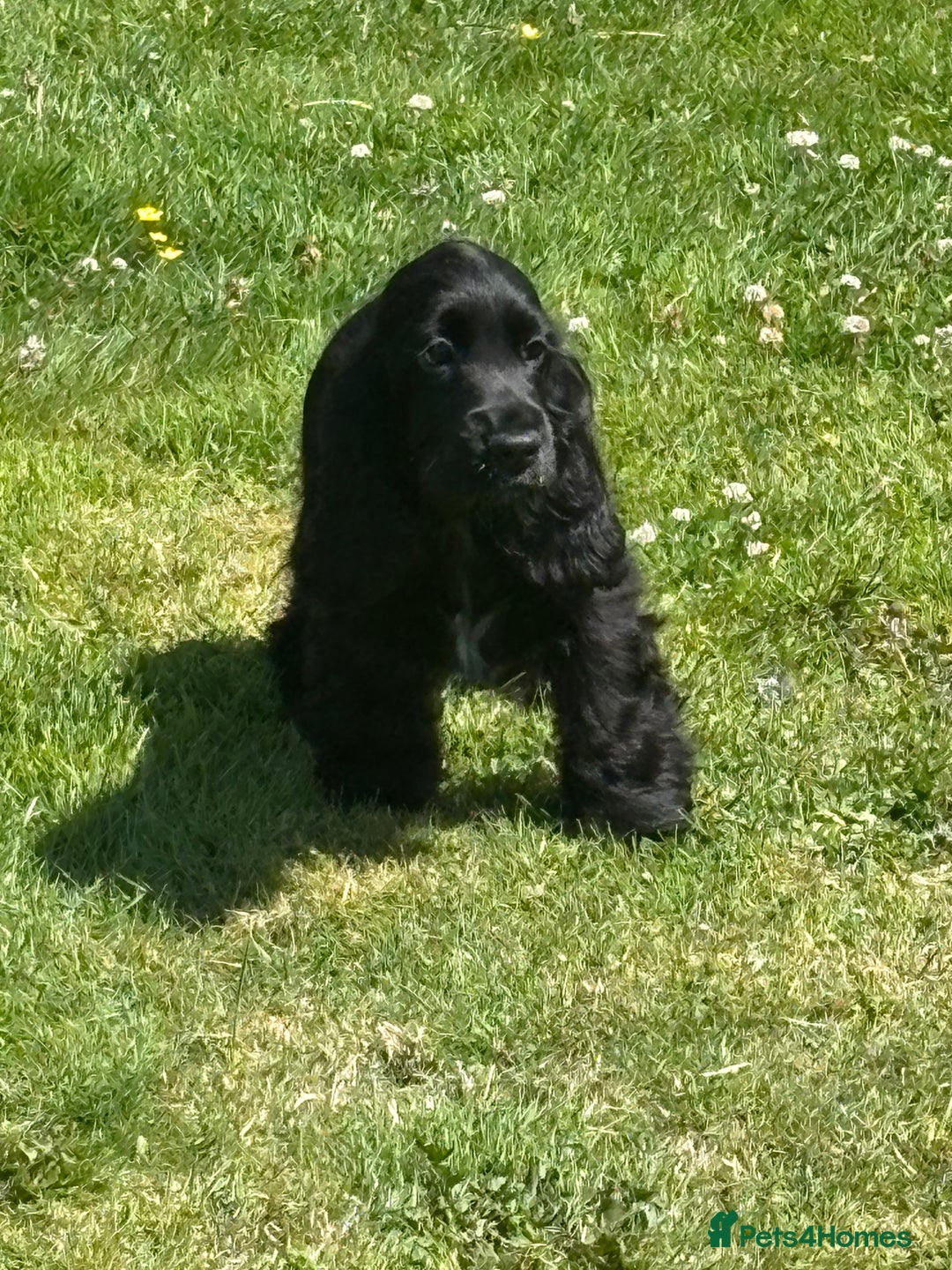 Cocker Spaniel dogs for sale: LAST BEAUTIFUL SHOW COCKER GIRL PUP  - Image 5