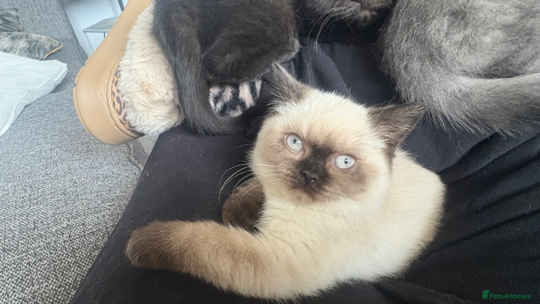 British Shorthair cats for sale: GCCF Registered 5 Generation British Shorthair - Advert 26