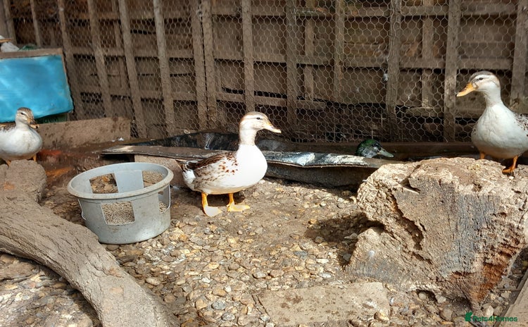 Ducks poultry - Advert 5