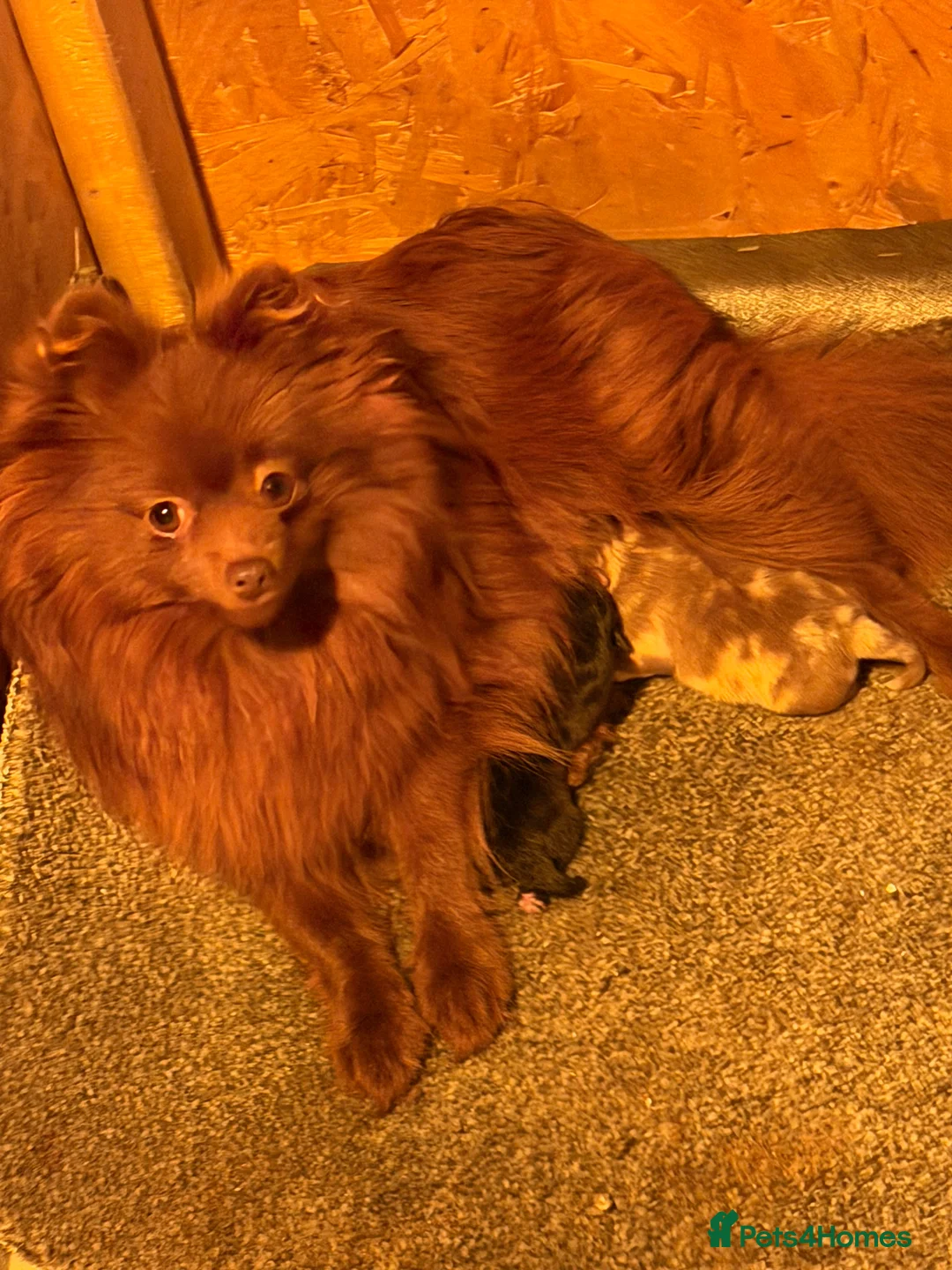 Pomeranian dogs for sale: 💐🤩🖤SMALL BUT MIGHTY PLEASE READ  🖤🤩💐 - Advert 9