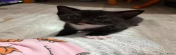 Mixed Breed cats for sale: 2 beautiful girls  - Advert 3