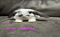 Mini Lop rabbits for sale: Gorgeous Mini Lops Available  - Advert 18