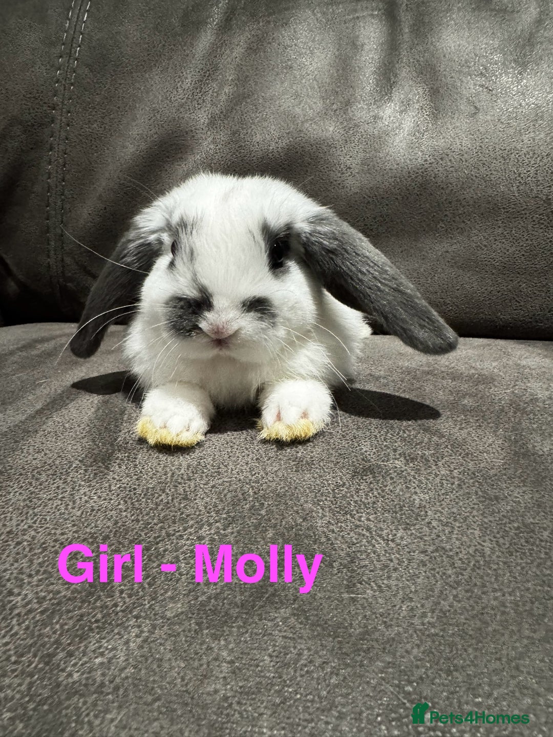 Mini Lop rabbits for sale: Gorgeous Mini Lops Available  - Advert 18