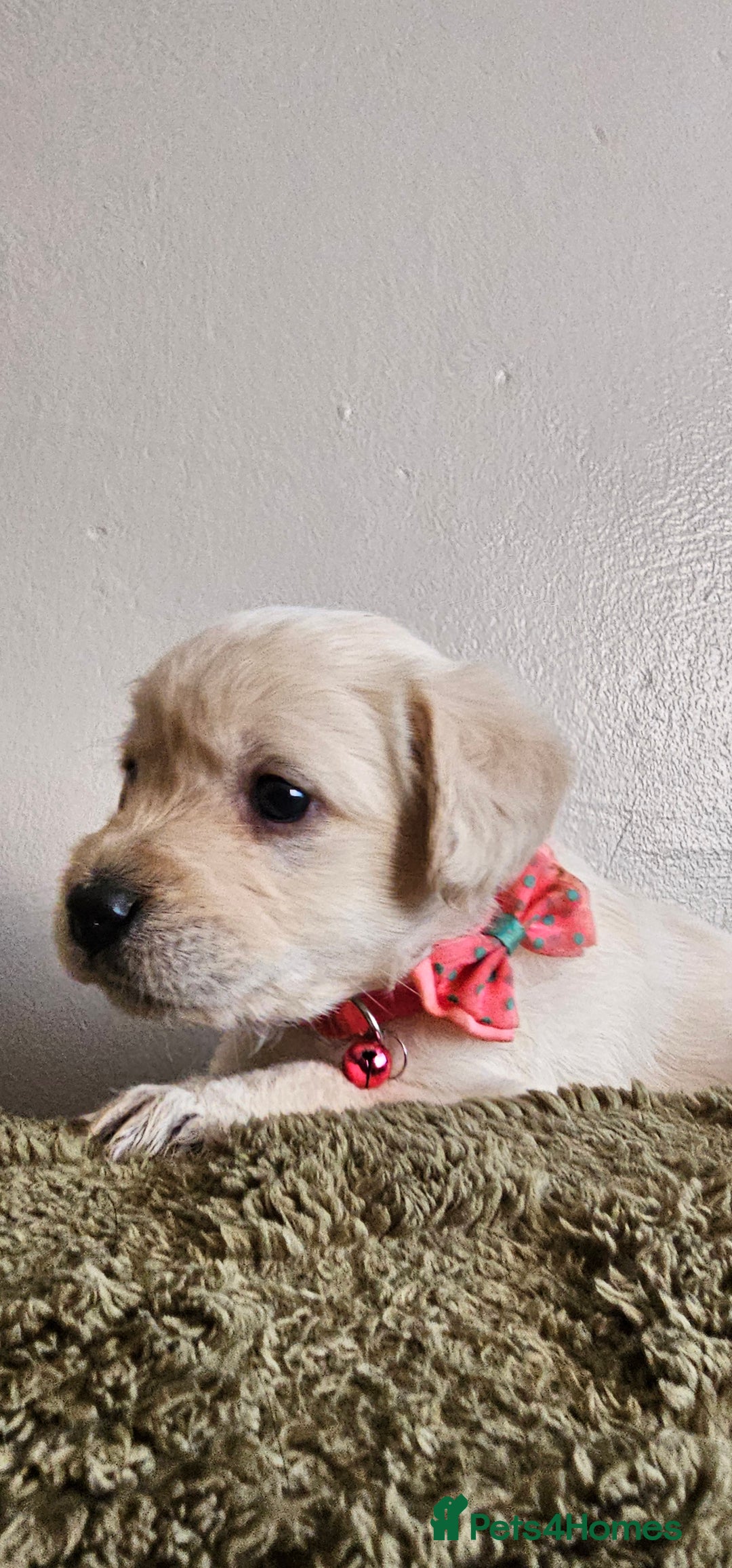 Schnoodle dogs for sale: Perfect schnoodles - Advert 29