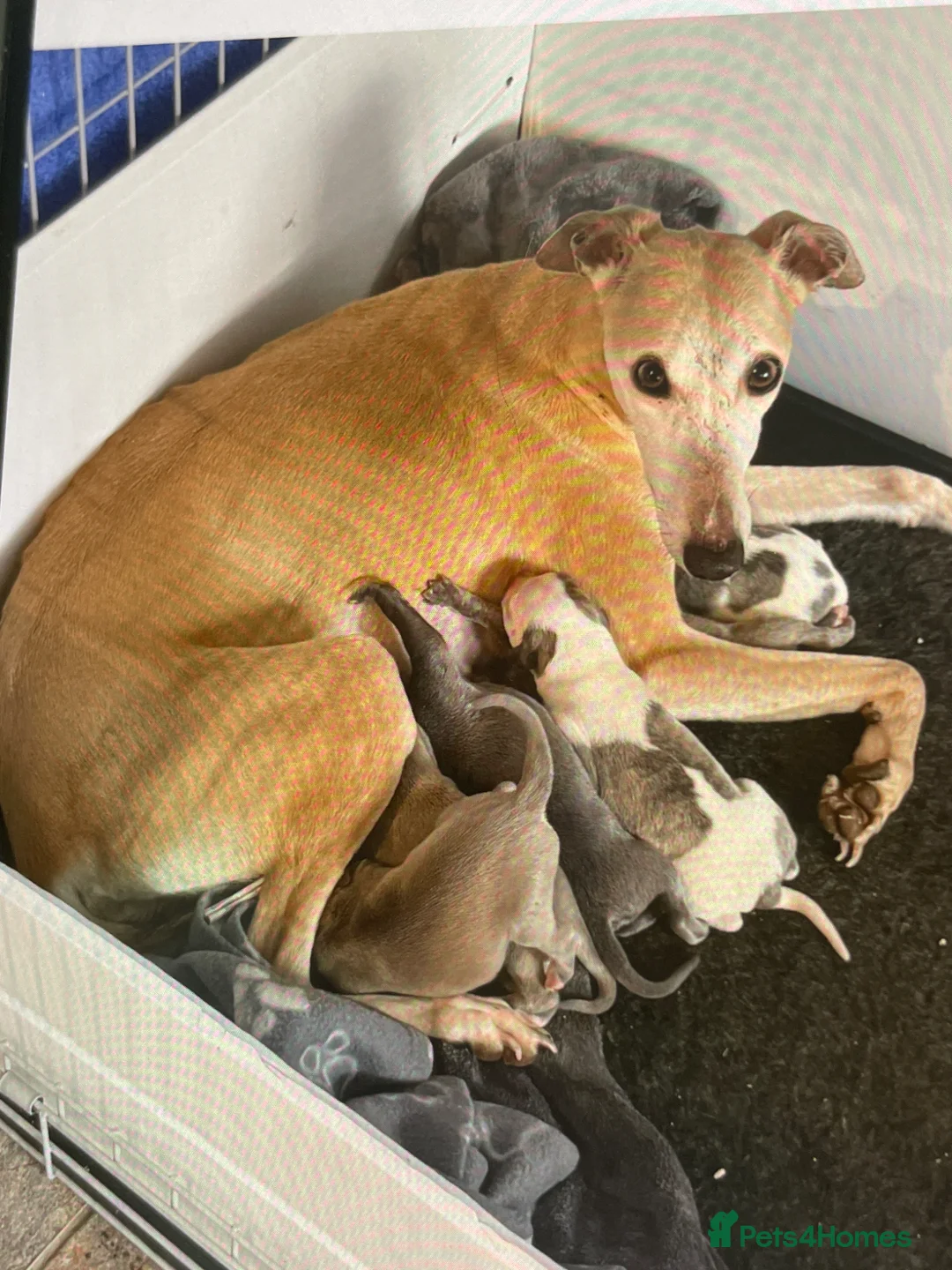 Whippet dogs for sale: Whippets  - Advert 2