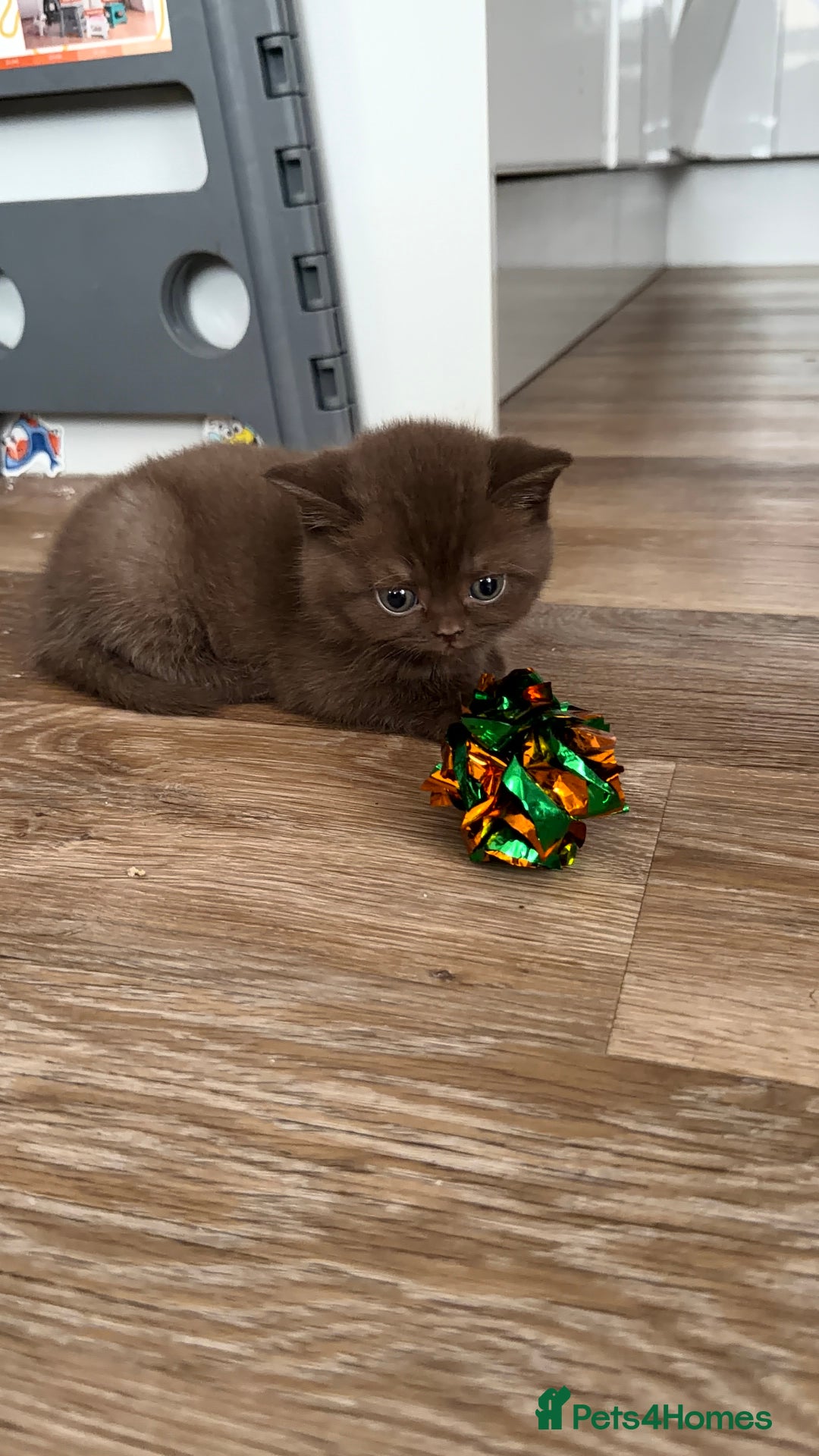 British Shorthair cats for sale: Luxury British Shorthair Kittens–Chocolate & Lilac - Advert 4