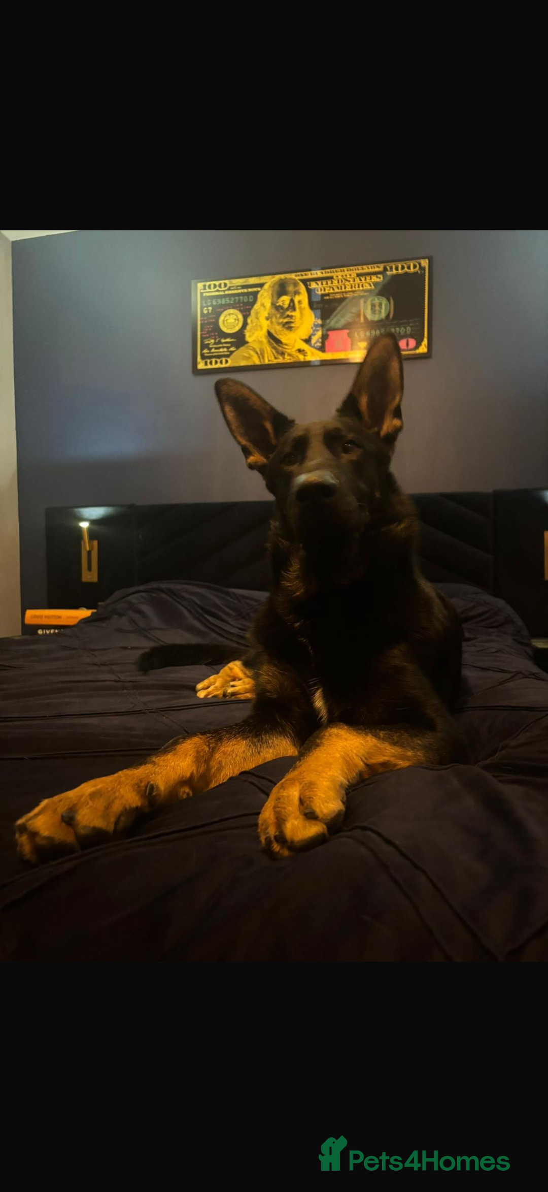 German Shepherd dogs for sale: Rocco is looking for a new home  - Advert 3