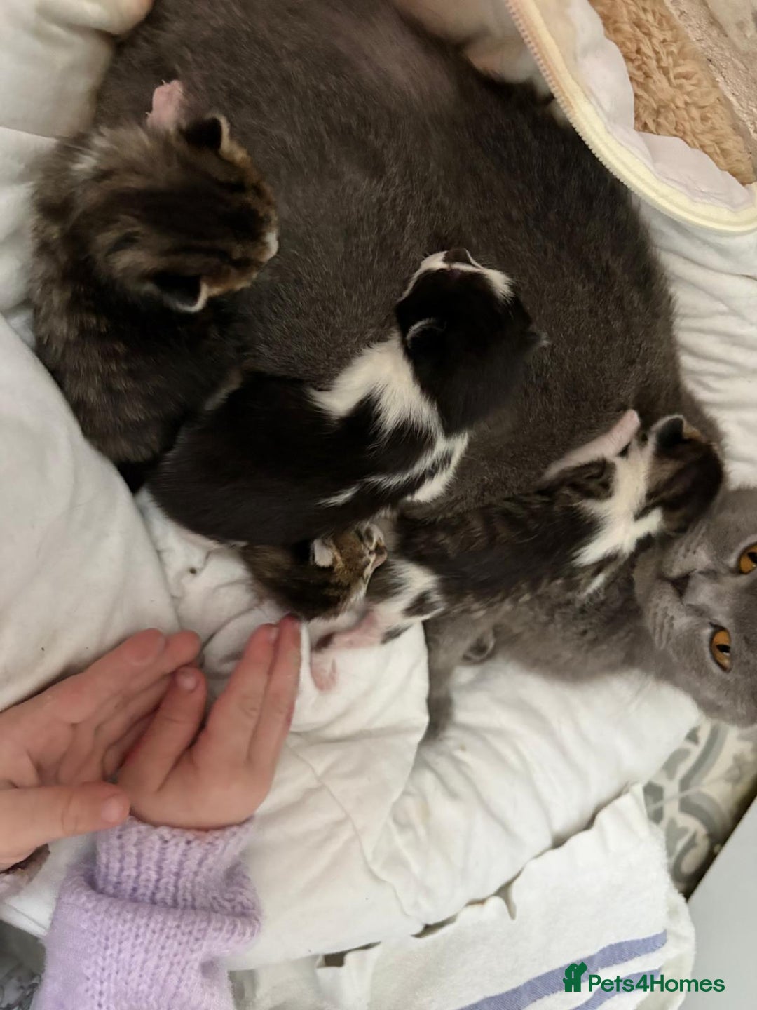 Mixed Breed cats for sale: Gorgeous little kitten (female) - Advert 3