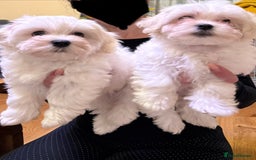 Bichon Frise dogs for sale: Bichon frise  - Image 3