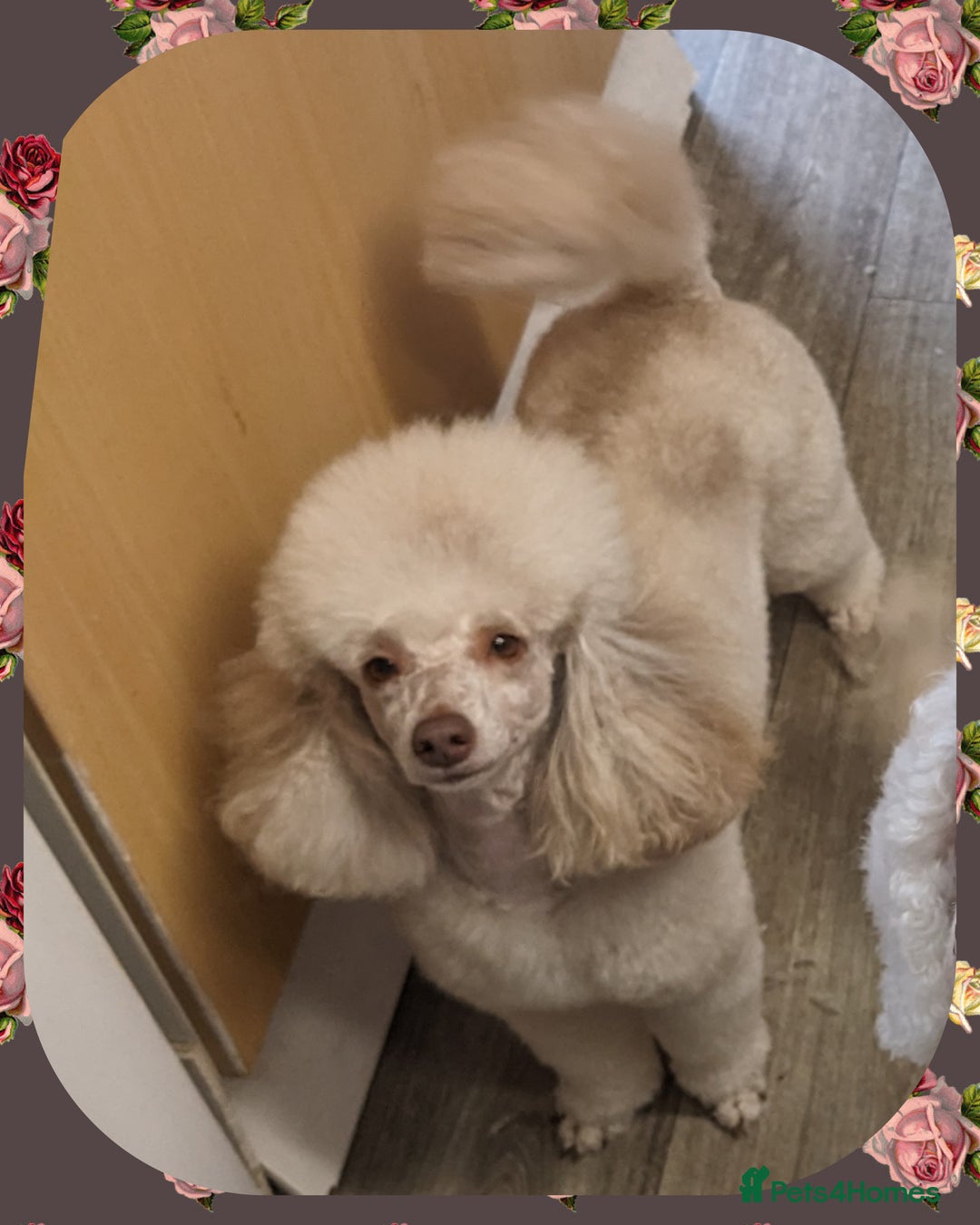 Maltipoo dogs for sale: Quality unique f1 tiny korean maltipoo puppies  - Advert 2