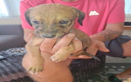 Lurcher dogs for sale: Lurcher long an short wired puppies - Image 10