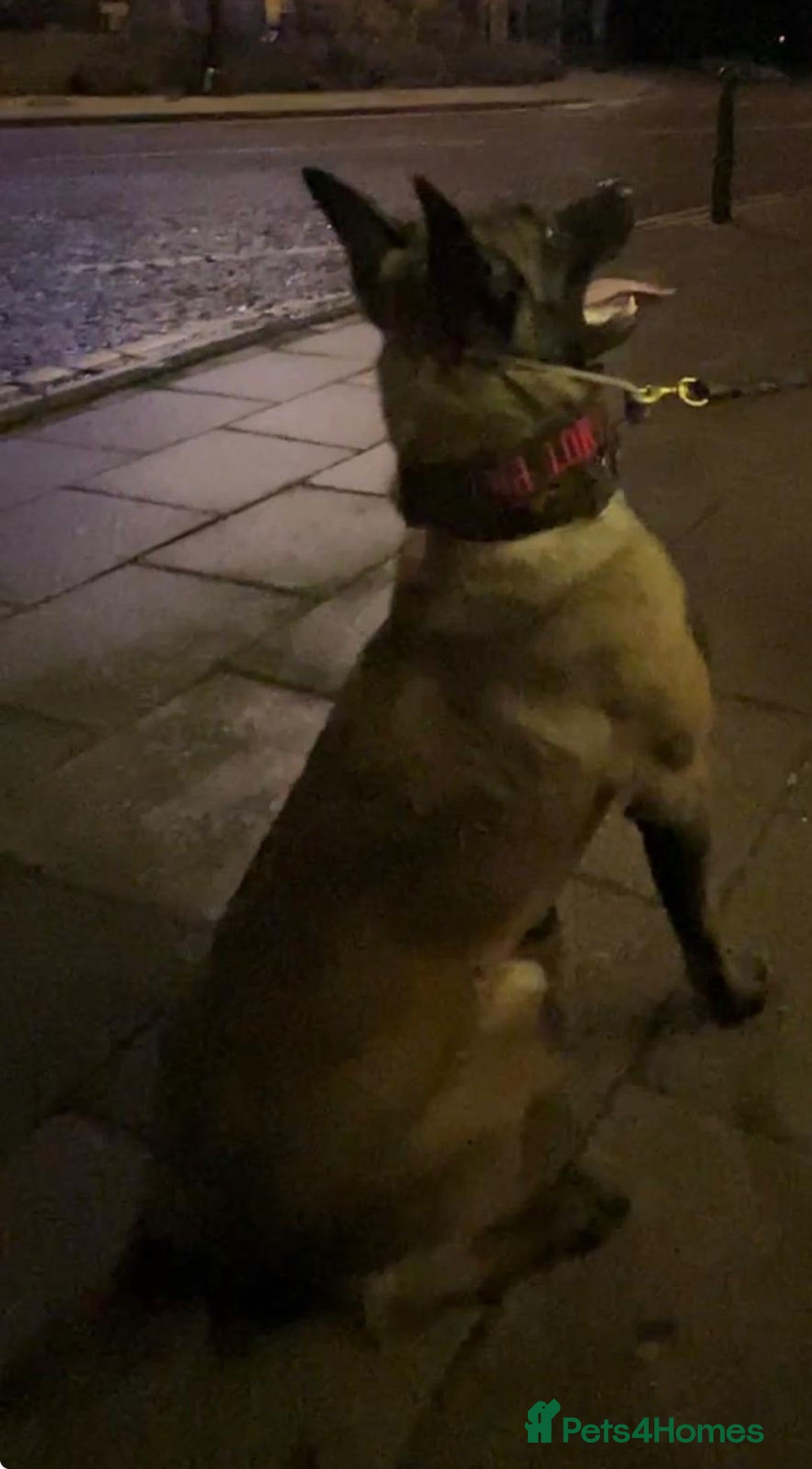 Belgian Shepherd Dog dogs for sale: Handsome Belgian shepard - Advert 2